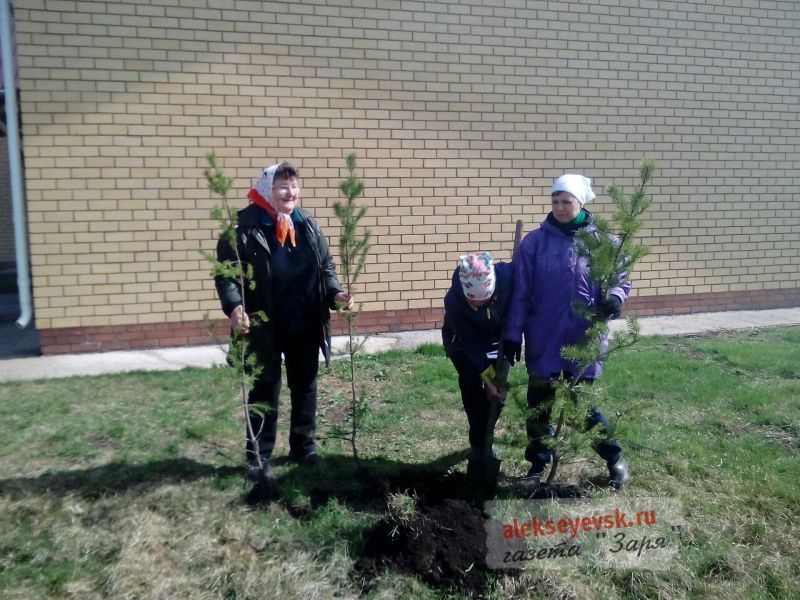 Фоторепортаж: В Алексеевском состоялась акция «День посадки леса»