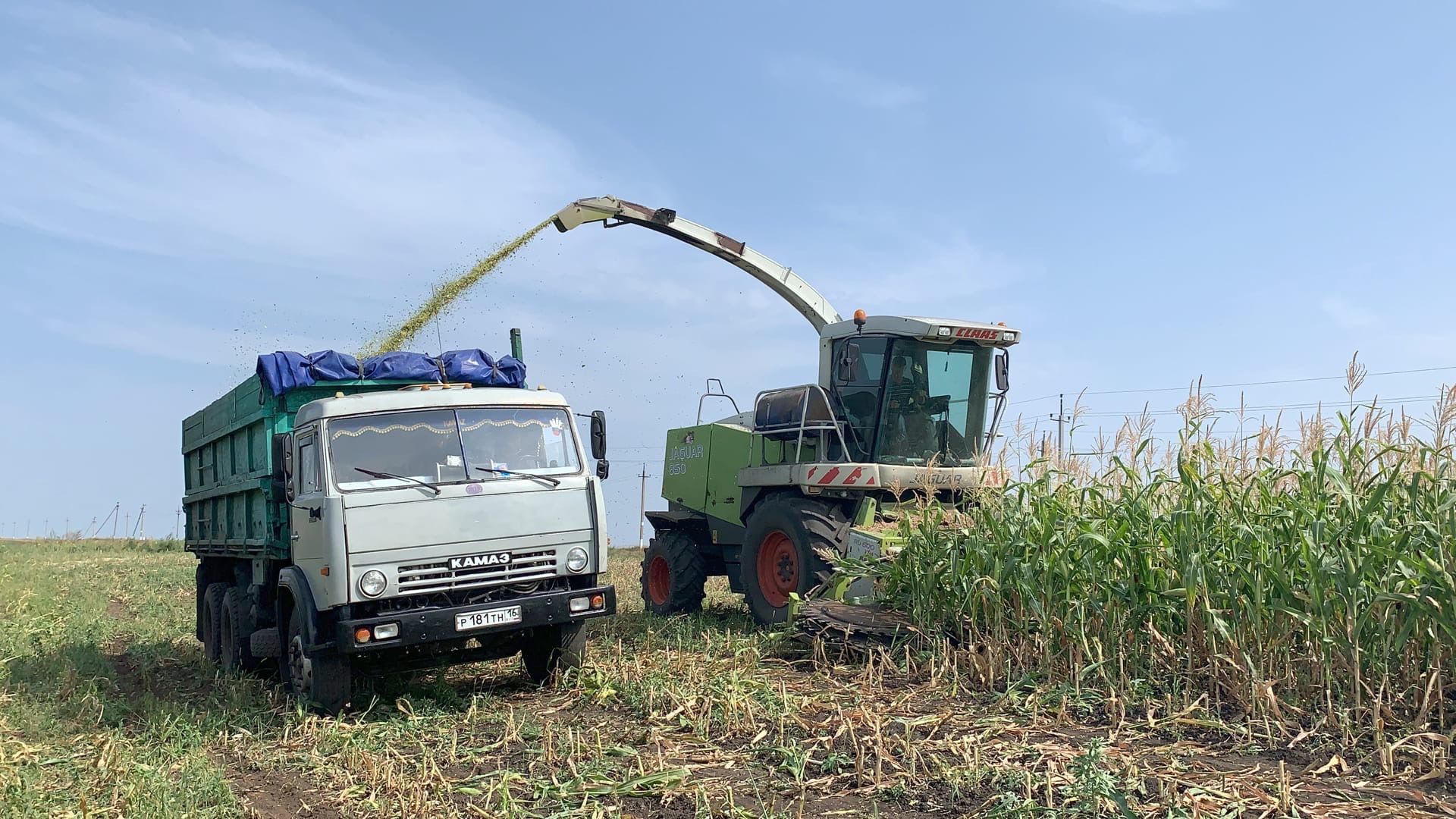 Хозяйства района приступили к уборке кукурузы на силос