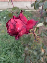 Советы как и когда укрывать розы