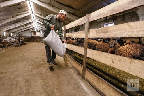 Татарстанцам напомнили о необходимости подачи уведомлений об отнесении веществ, образуемых при содержании сельскохозяйственных животных, к побочным продуктам животноводства