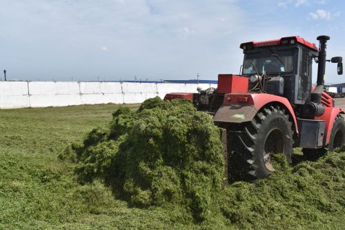 В Алексеевском районе приступили к заготовке кормов