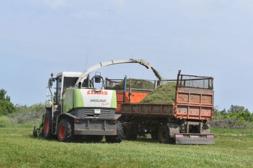 В Алексеевском районе приступили к заготовке кормов