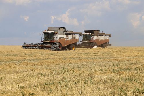 В Алексеевском концерты для комбайнеров продолжаются