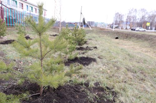 Работники прокуратуры и воспитанники приюта «Забота» высадили аллею деревьев