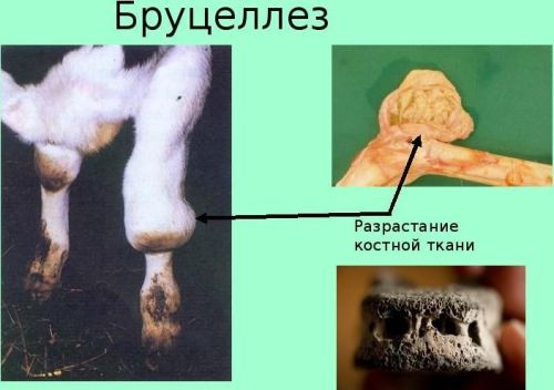На территории Республики Татарстан зарегистрировано 2 случая заболевания бруцеллезом