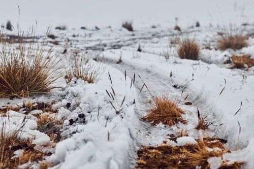 В Татарстане озимые культуры находятся в фазе весеннего возобновления вегетации