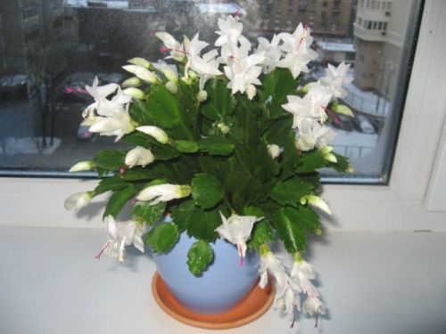 Чем подкормить декабрист в октябре для цветения