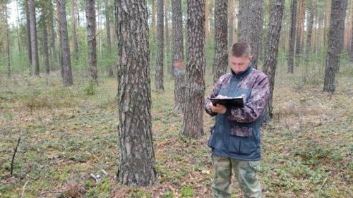Леса под контролем: в Татарстане оценивают здоровье зеленых насаждений