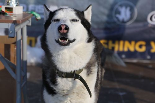 Крупнейший фестиваль зимней рыбалки «KZN FISH УХА» прошел в Алексеевском районе Татарстана