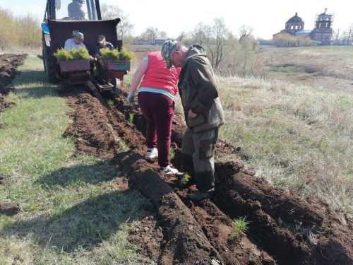 Жители Масловки поддержали акцию «Сад памяти»: 400 новых сосен в память о героях
