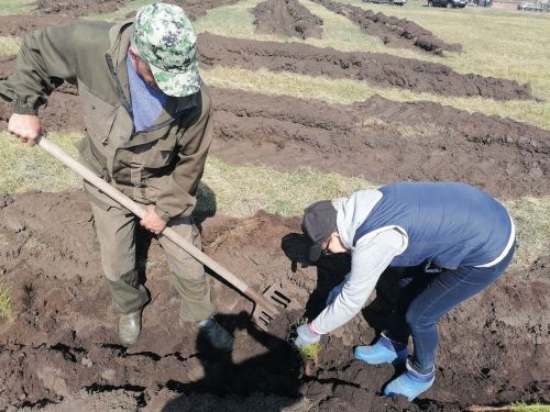 Жители Масловки поддержали акцию «Сад памяти»: 400 новых сосен в память о героях