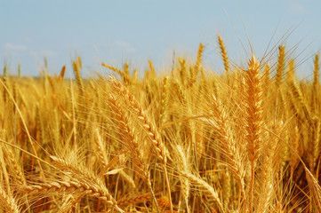 Защита яровых зерновых культур от сорняков: рекомендации Россельхозцентра Татарстана