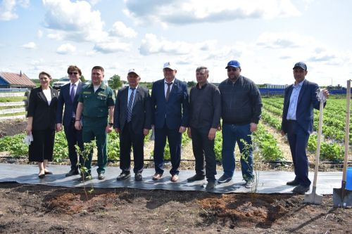 В Красном Баране высадили белорусскую голубику