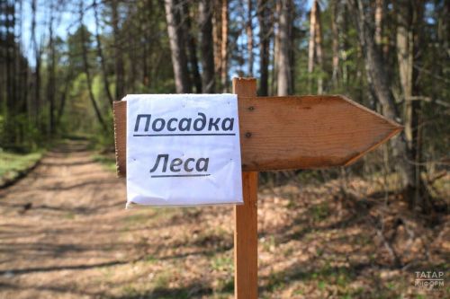 В Татарстане по нацпроекту проведено лесовосстановление на площади 1,7 тыс. гектаров