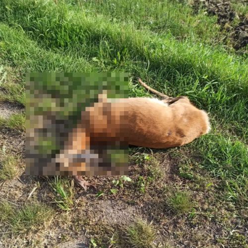 В Алексеевском районе участились ДТП с дикими животными