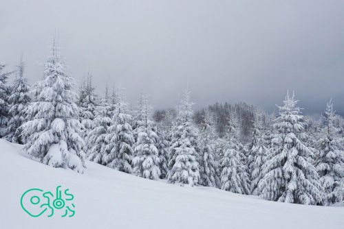 В Единый реестр недвижимости внесены границы 73 охотничьих хозяйств Татарстана