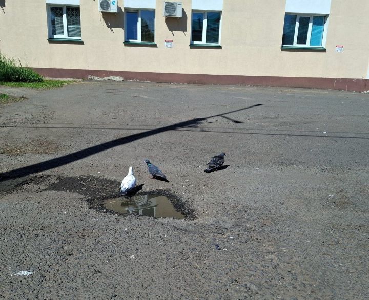 Маленькое чудо на улицах Алексеевского района