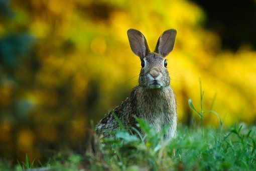 С 15 октября в Татарстане стартует сезон охоты на зайца-русака