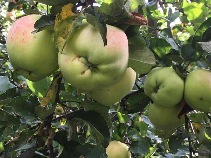 Почему нет плодов у яблони, груши ... и других садово-ягодных растений?