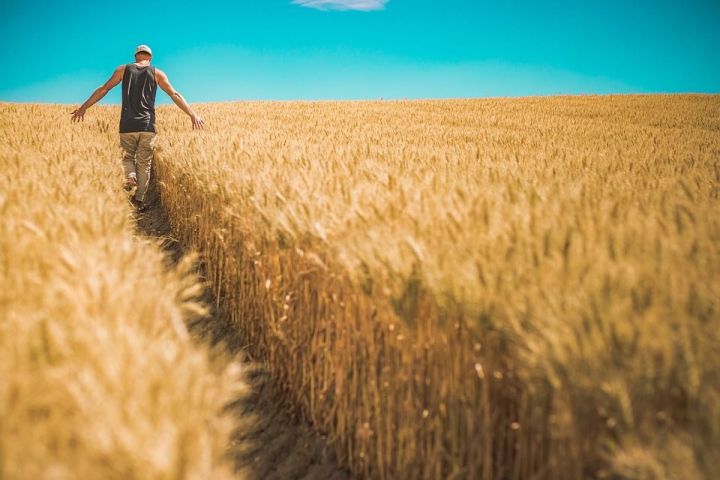 «НАЛОГОВЫЙ ПАТЕНТ»  для ЛПХ поможет фермерам Алексеевского района развивать хозяйства