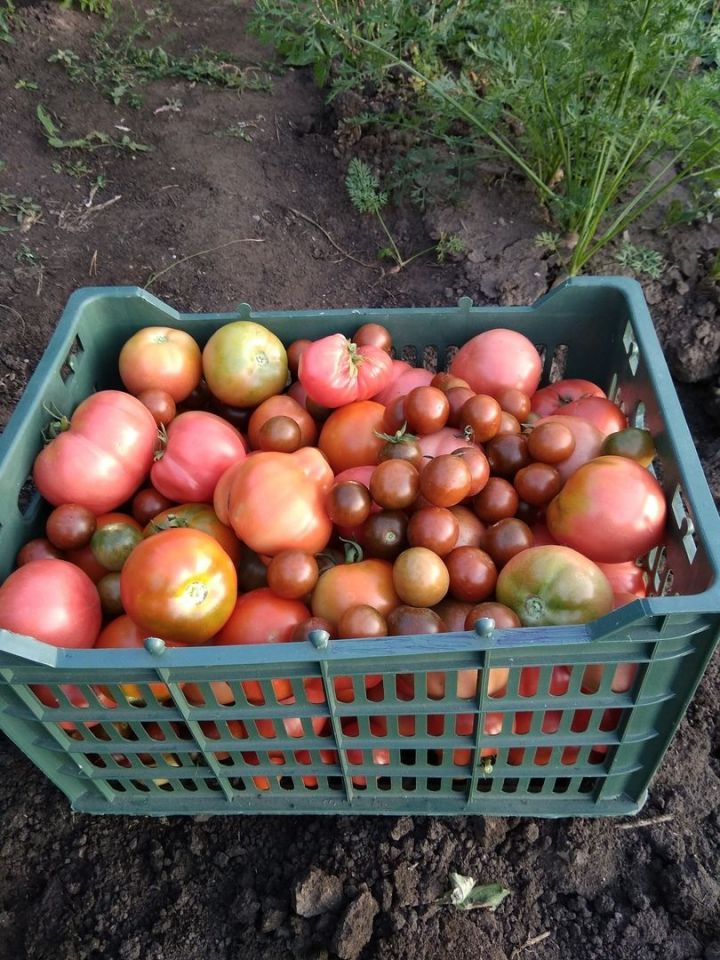 При какой температуре воздуха помидоры лучше убрать с кустов и что с ними делать дальше