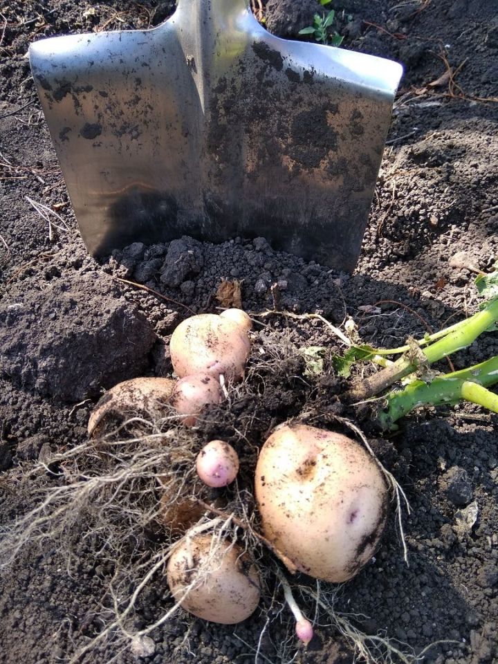 Лунный календарь для картофеля: когда лучше копать, чтобы картошка хорошо хранилась?