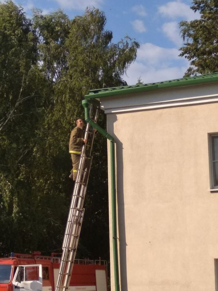 В Алексеевском районе сотрудники МЧС и пожарной охраны спасли кошку