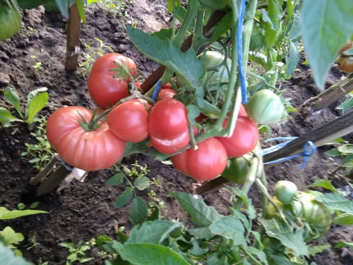 Когда сажать помидоры на рассаду в 2019