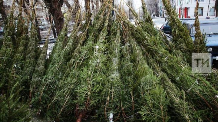 Жителям Алексеевского района рекомендуют покупать елки на официальных елочных базарах