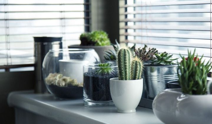 4 комнатных растения, которые должны быть в каждом доме