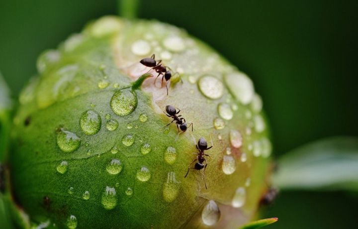 Избавляемся от муравьёв на даче за день - без химии