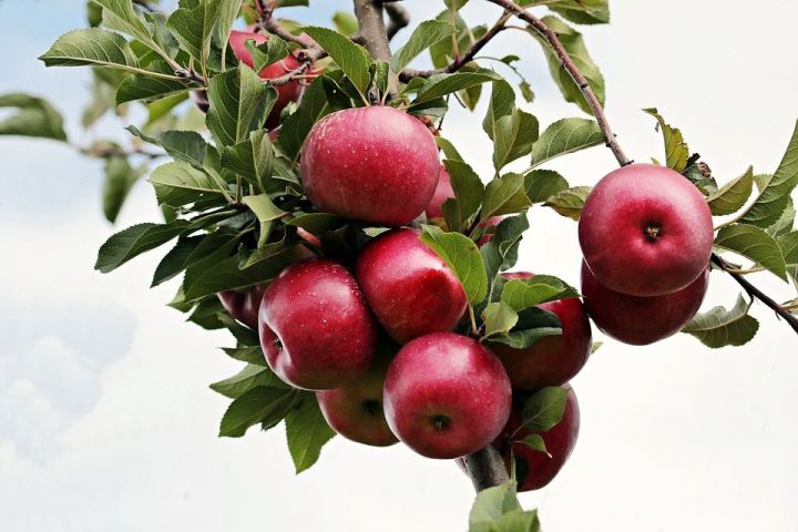 Яблочный Спас в 2019 году: что нельзя делать в праздник