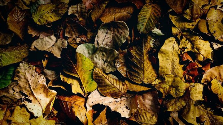 Что делать с опавшими осенними листьями