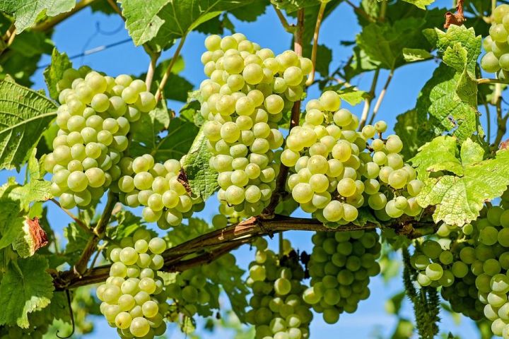 Необходимые работы с виноградом осенью: залог будущего урожая