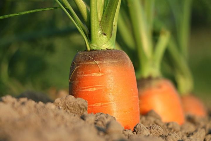 Почему растет корявая морковь?