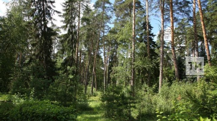 В 2020 году на сохранение лесов в РТ выделять 200 млн рублей