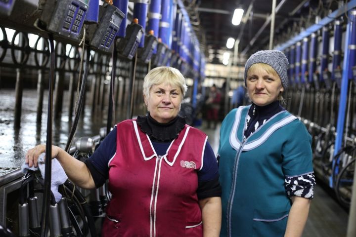 Алексеевские животноводы увеличили надои молока до 100 тонн в сутки!