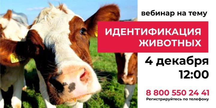 Татарстанских аграриев приглашают на бесплатный вебинар по идентификации КРС