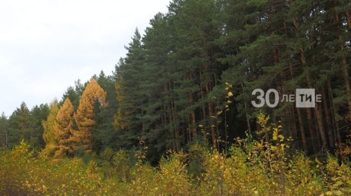 За прошедший год в Татарстане по национальному проекту «Экология» восстановили свыше 2,5 тыс. гектаров леса