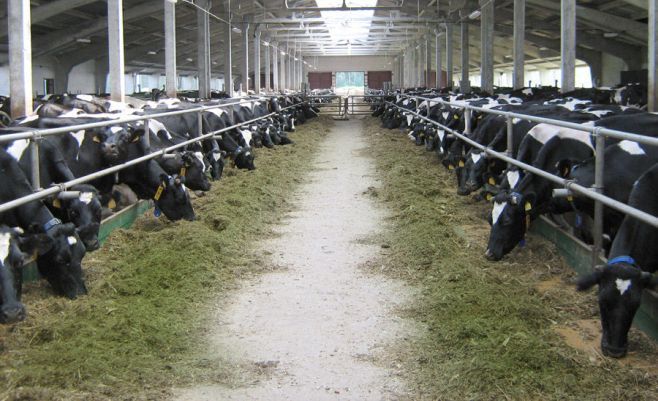Жители Алексеевского района получили субсидии от исполкома на приобретение дойных коров