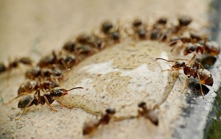 Лучшее средство от муравьёв в теплице и на грядках