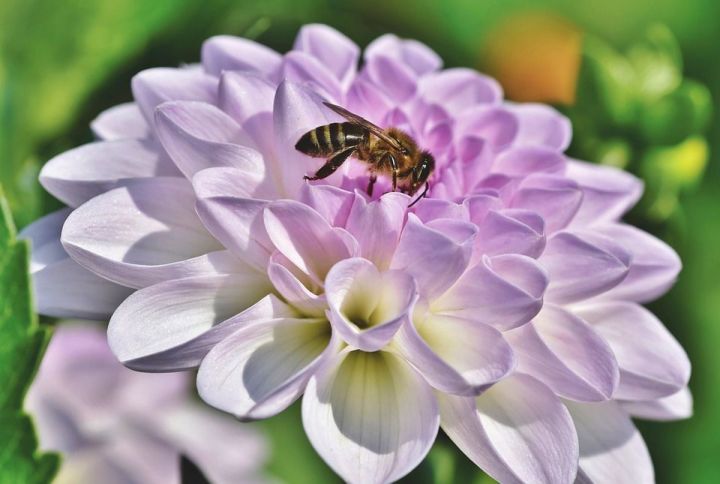 30 апреля Зосима-пчельник. Что можно и чего нельзя делать в этот день
