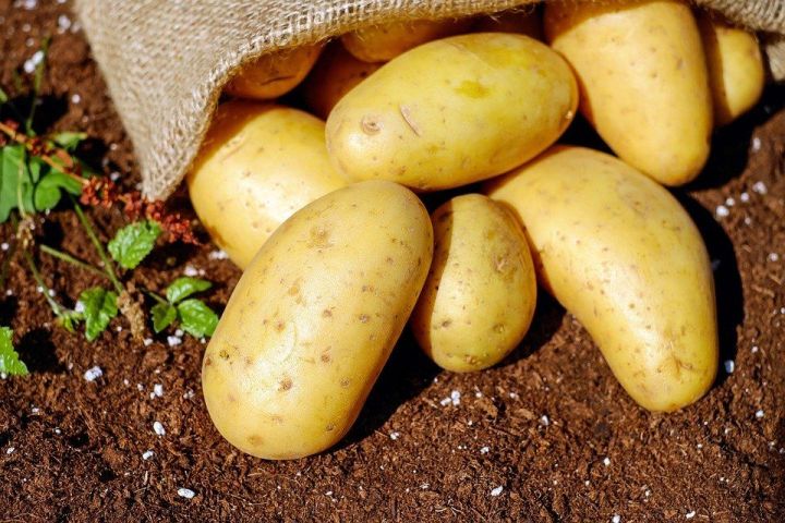 Лучшие дни для посадки картофеля в 2020 году