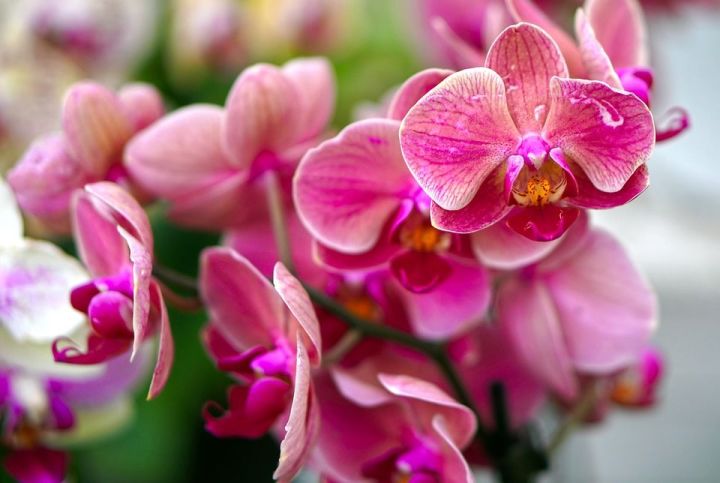 6 вещей, которые не переносит орхидея