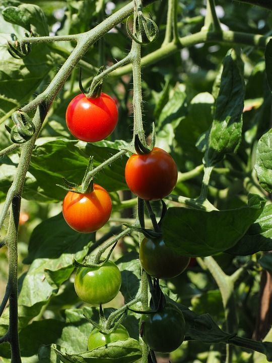 Не спешите высаживать рассаду томатов