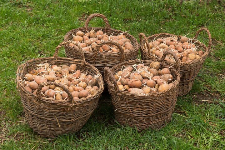 Что положить в лунку при посадке картофеля, чтобы урожай получить на три недели раньше и клубни были крупными и нежного вкуса
