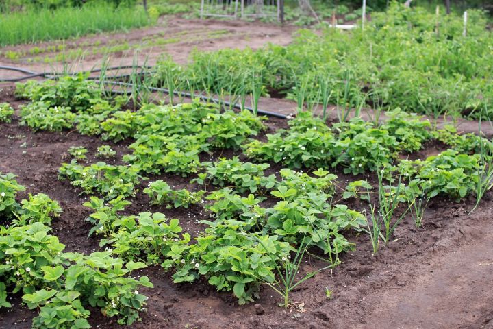 Что нужно срочно сделать в огороде до 25 июня для богатого урожая