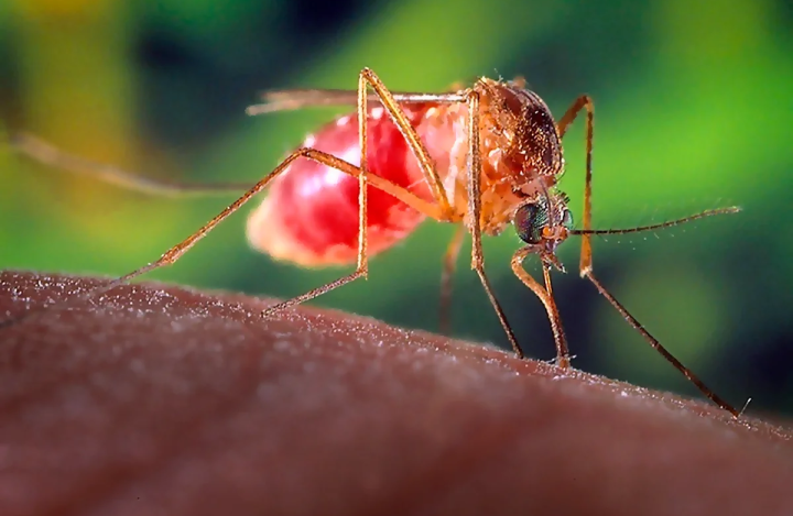 Почему комариные укусы чешутся
