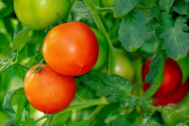 5 ошибок при выращивании томатов