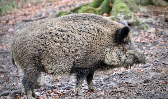 В частных охотхозяйствах РТ начали скрещивать кабанов с домашними свиньями